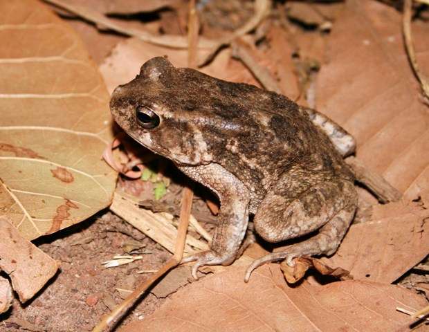 African Common Toad.