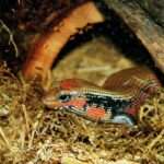 African Fire skink