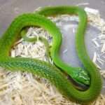 African Green Bush Snake