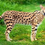African-Serval-