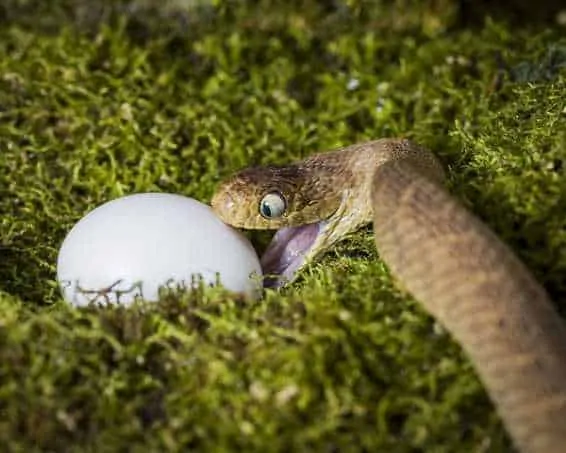 African egg-eating-snake
