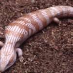 Albino Eastern Blue tongued