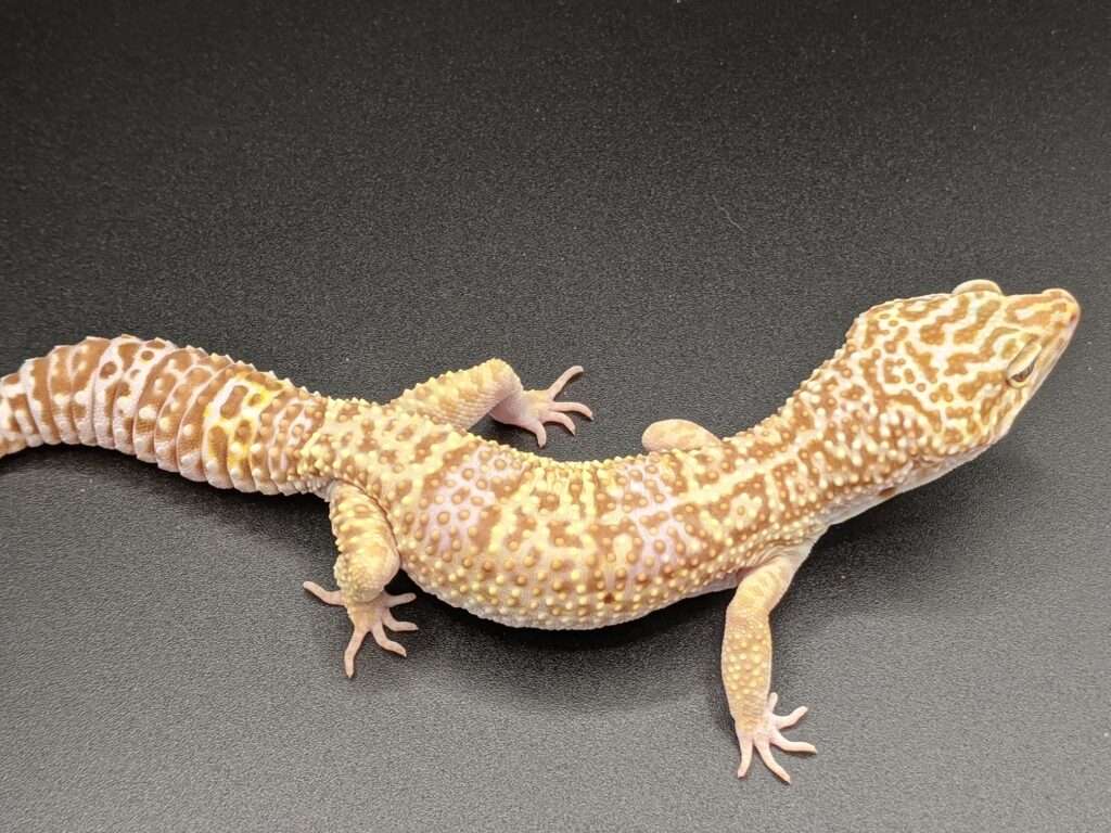 Albino-Leopard Gecko