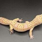 Albino-Leopard Gecko