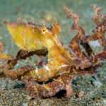 Algae-Octopus