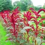 Amaranth