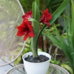 Amaryllis..