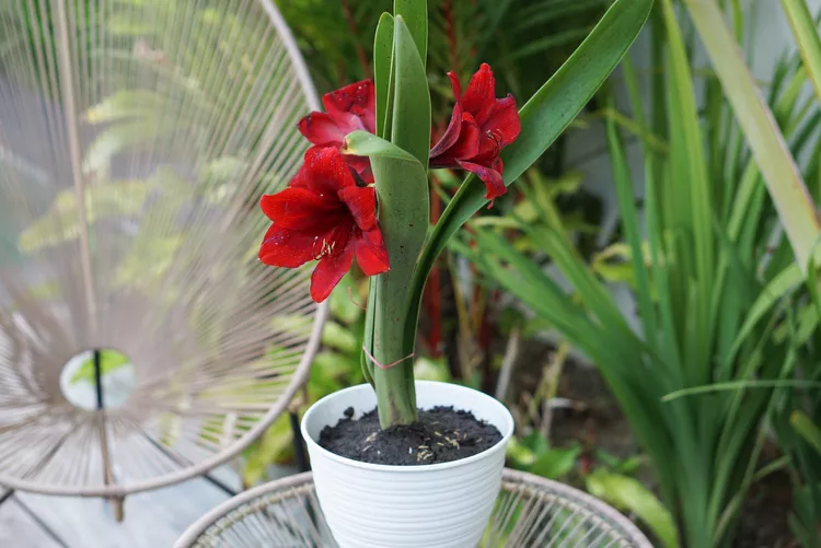 Amaryllis..