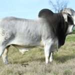 American Brahman cattle