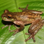 American Cinchona Plantation Tree Frog