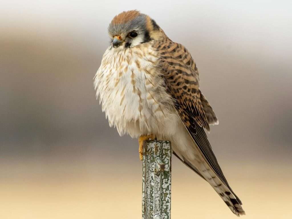 American Kestrel.