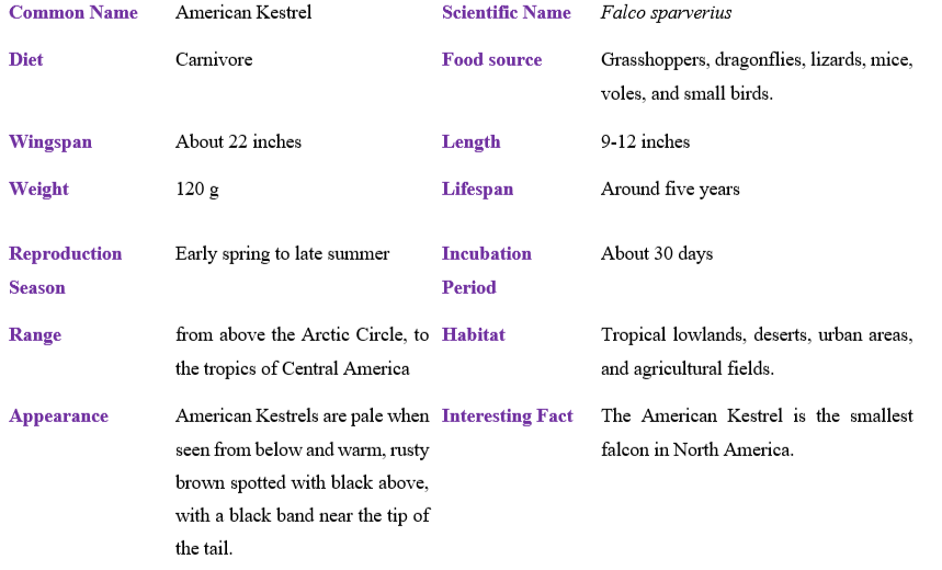American Kestrel table