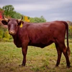 American Milking Devon Cow