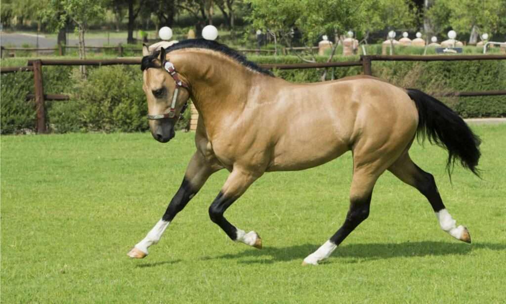 American-Quarter-Horse