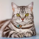 American Shorthair