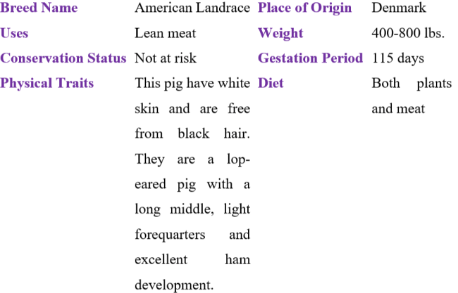 American landrace table