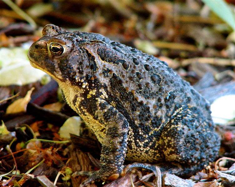 American toad