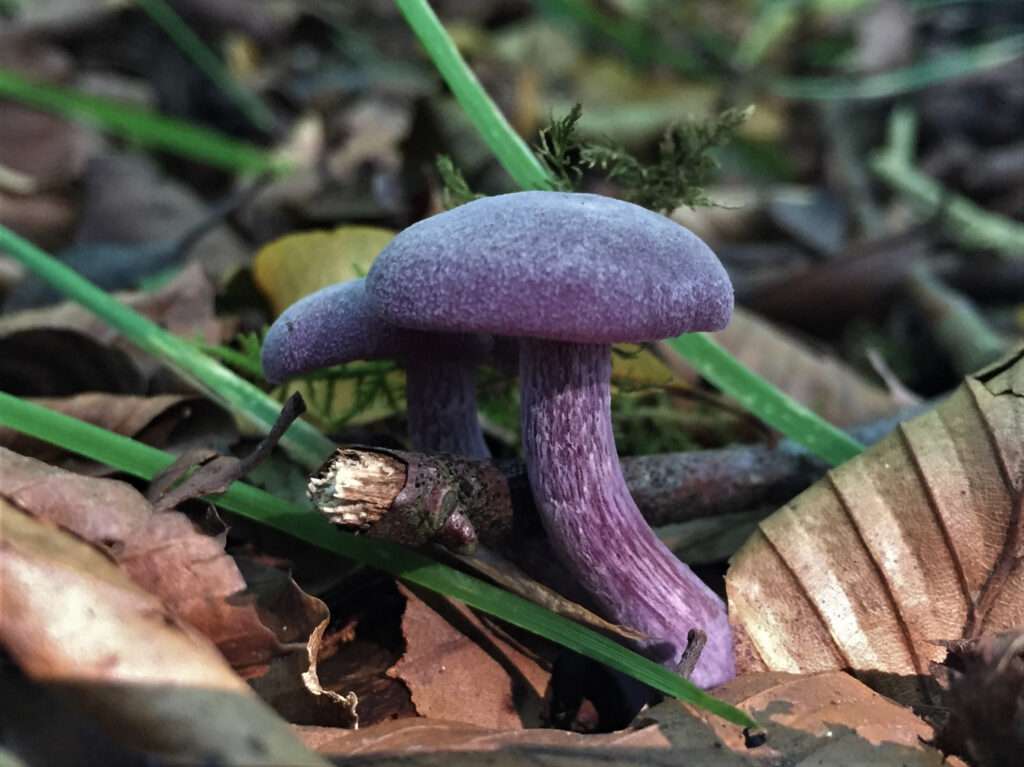 Amethyst Deceiver