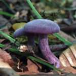 Amethyst Deceiver