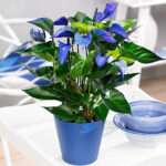 Anthurium blue.