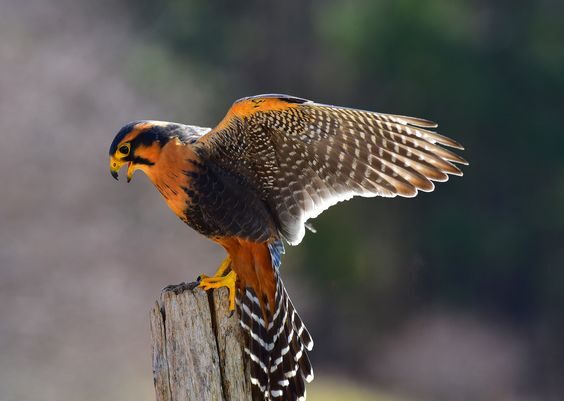 Aplomado Falcon.