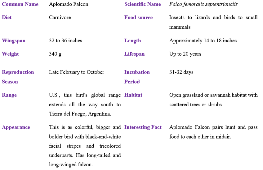 Aplomado Falcon table