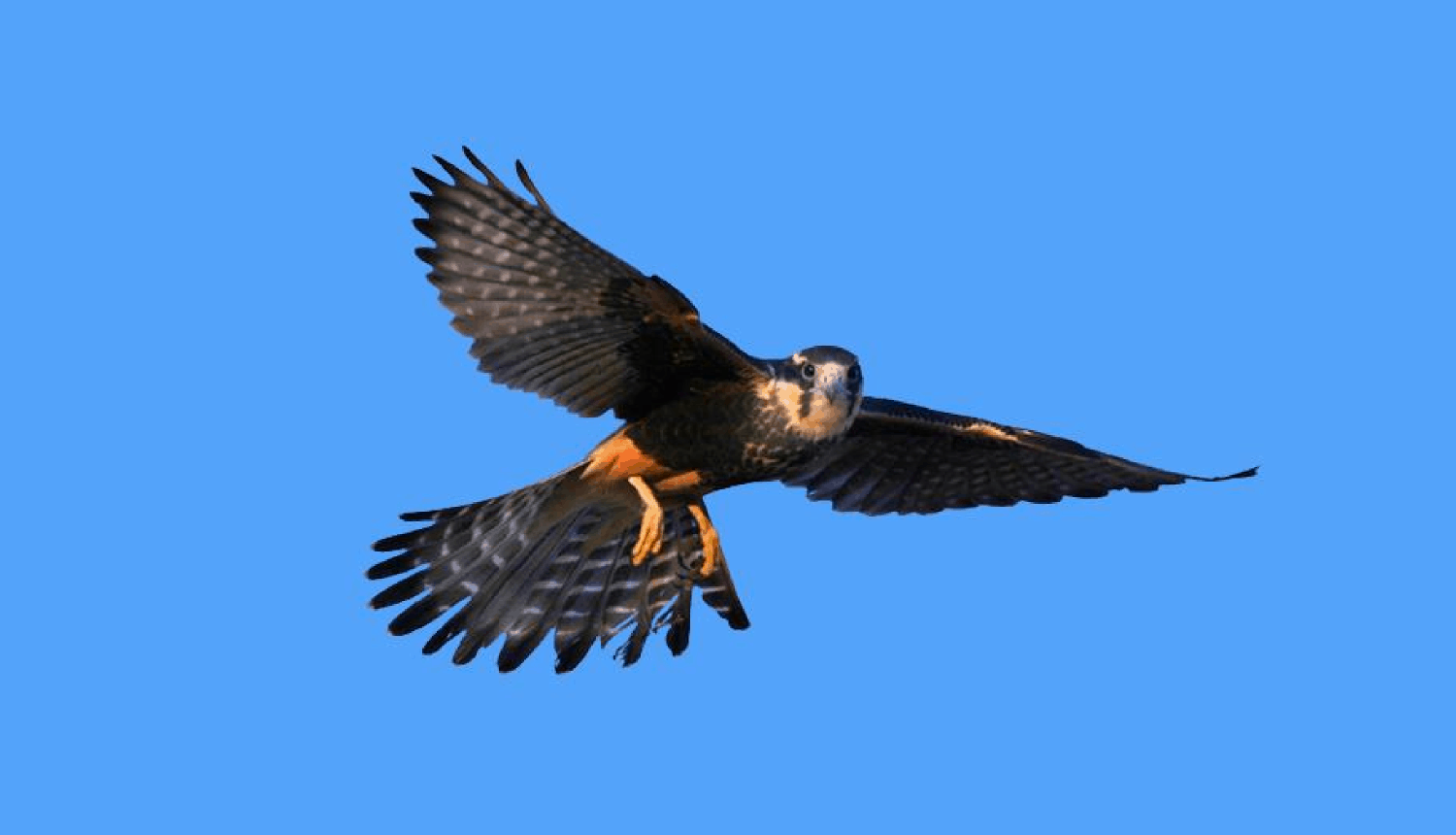 Aplomado Falcon.