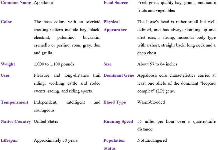 Appaloosa table