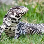 Argentine-Black & White Tegus