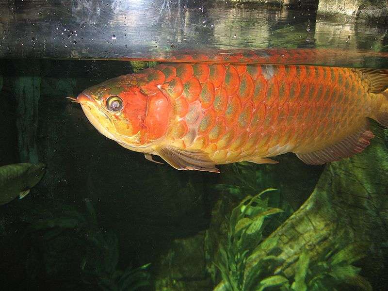 Arowana.