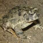 arroyo toad, Bufo californicus, Jason Jones