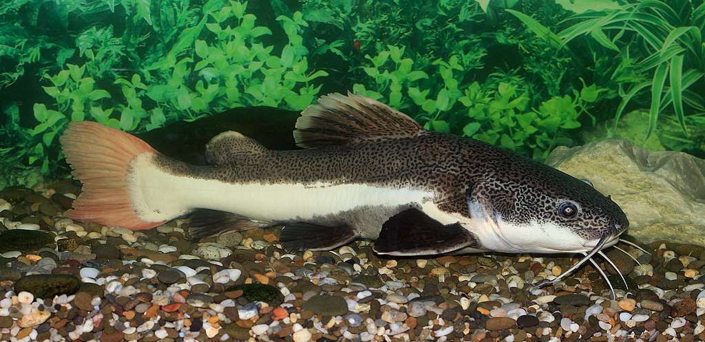 Asian redtail catfish.