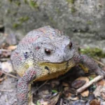 Asiatic Toad