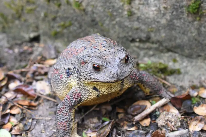 Asiatic Toad