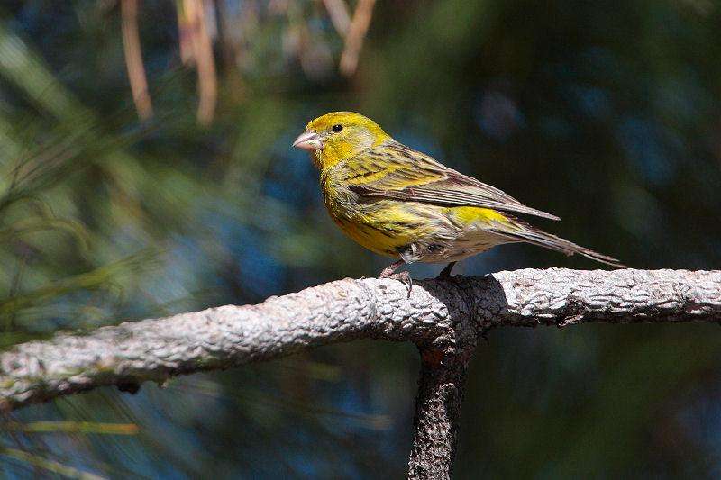 Atlantic Canary