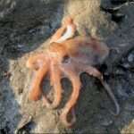 Atlantic Pygmy Octopus