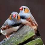 Australian zebra finch.