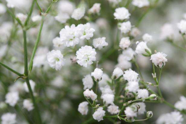 Baby's Breath.