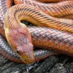Bairds-Rat-Snake-1