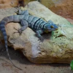 Baja Blue Rock Lizard