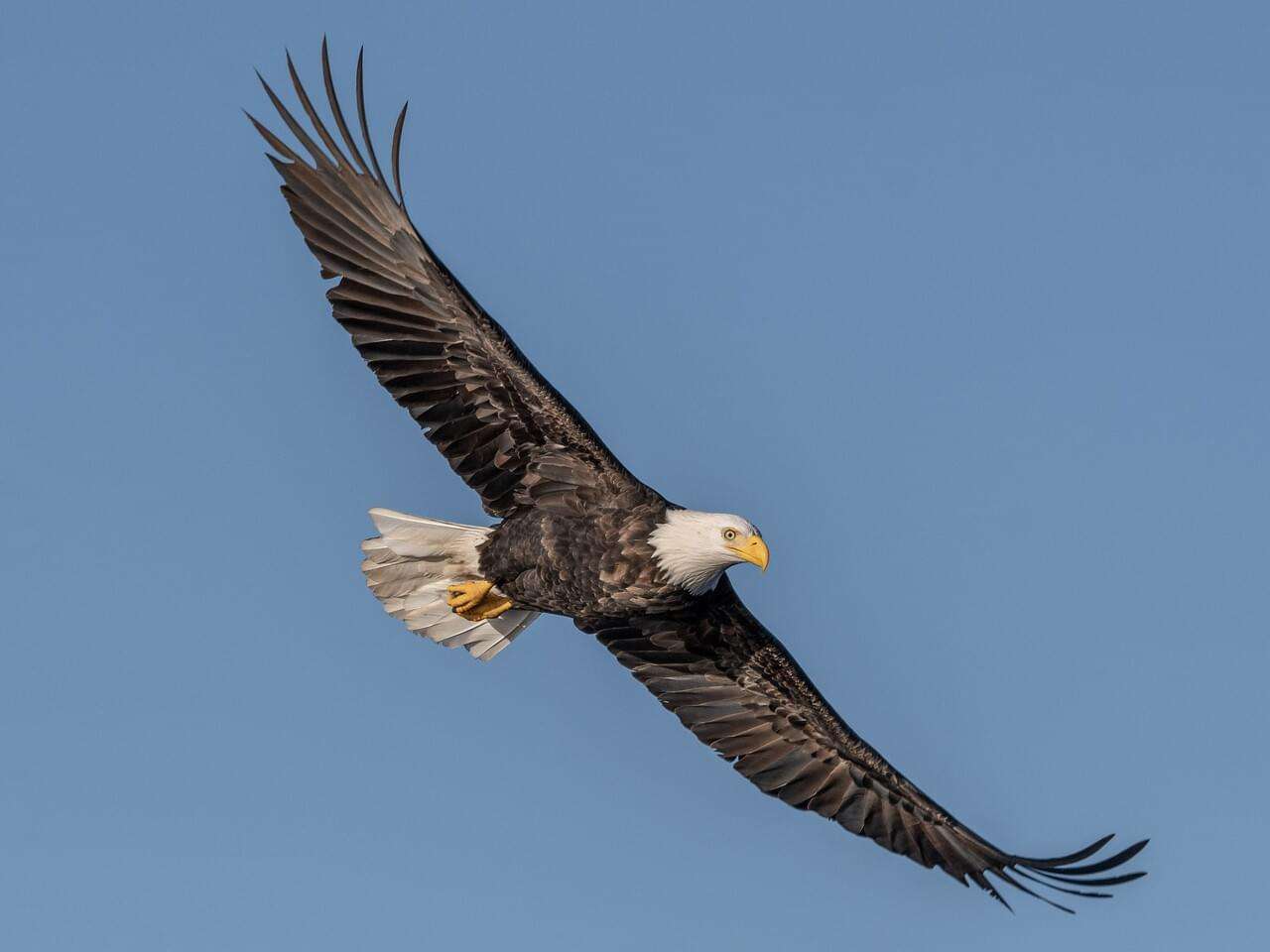 Bald Eagle.