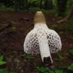 Bamboo Mushroom