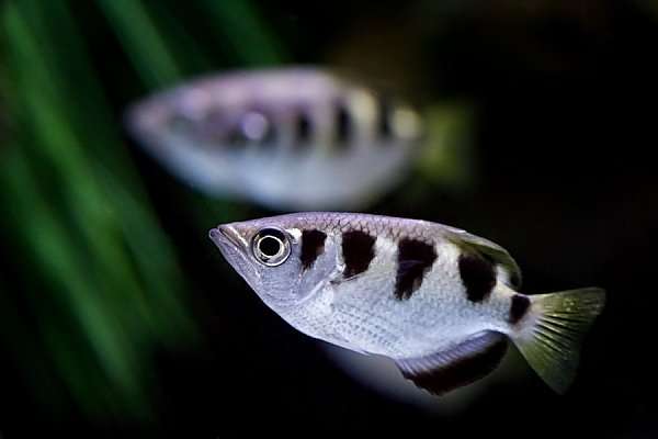Banded Archerfish
