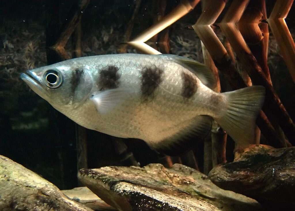 Banded Archerfish.
