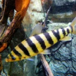 Banded leporinus fish