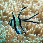 Banggai Cardinalfish