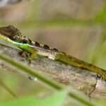 Baoruco Long-snouted Anole