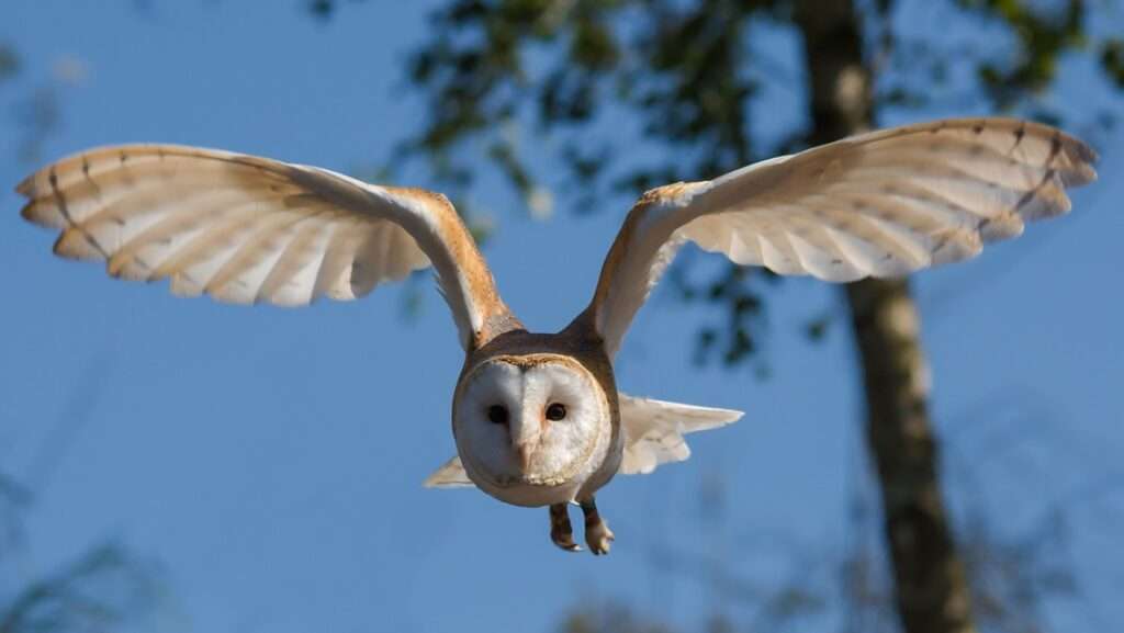 Barn owl