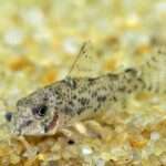 Barred-tail corydoras fish