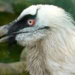 Bearded Vulture